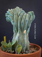 Myrtillocactus geometrizans blaue cristata 20x15cm