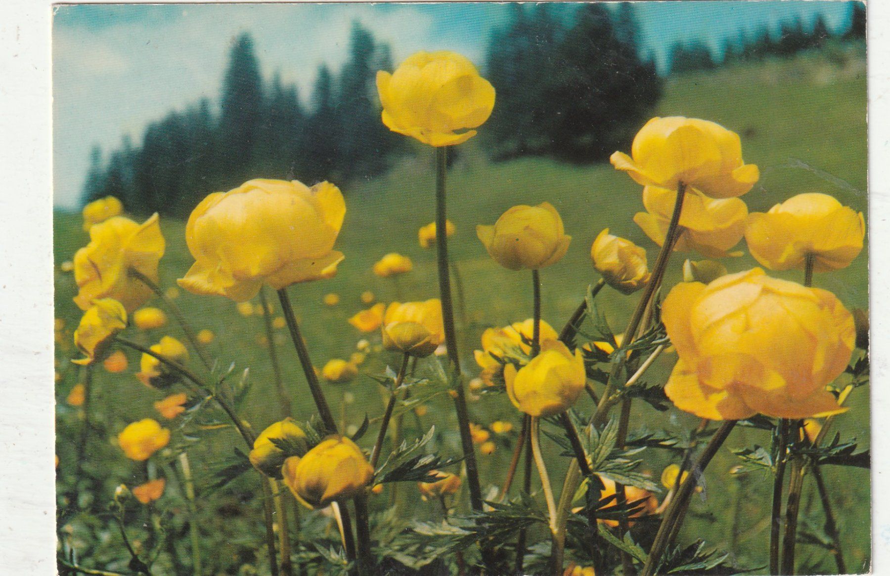 Ansichtskarten: 10 Blumenkarten – Gebraucht aus Lumbrein von made02