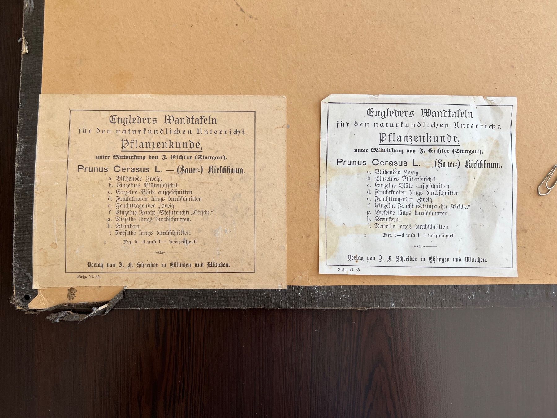 Foto & Immagini: Schulwandbild Sauerkirsche – Usato da Uetikon am See venduto da pixxel14 2