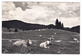 Givrine sur St.Cergue
