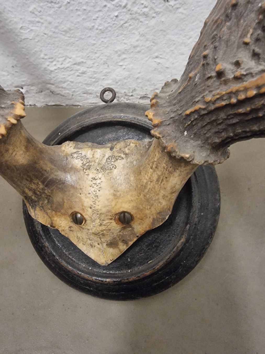 Welt der Tiere: Hirschgeweih auf Holzschild, Wanddekoration, Jagdtrophäe. – Gebraucht aus Olten von Mezopotamya 4