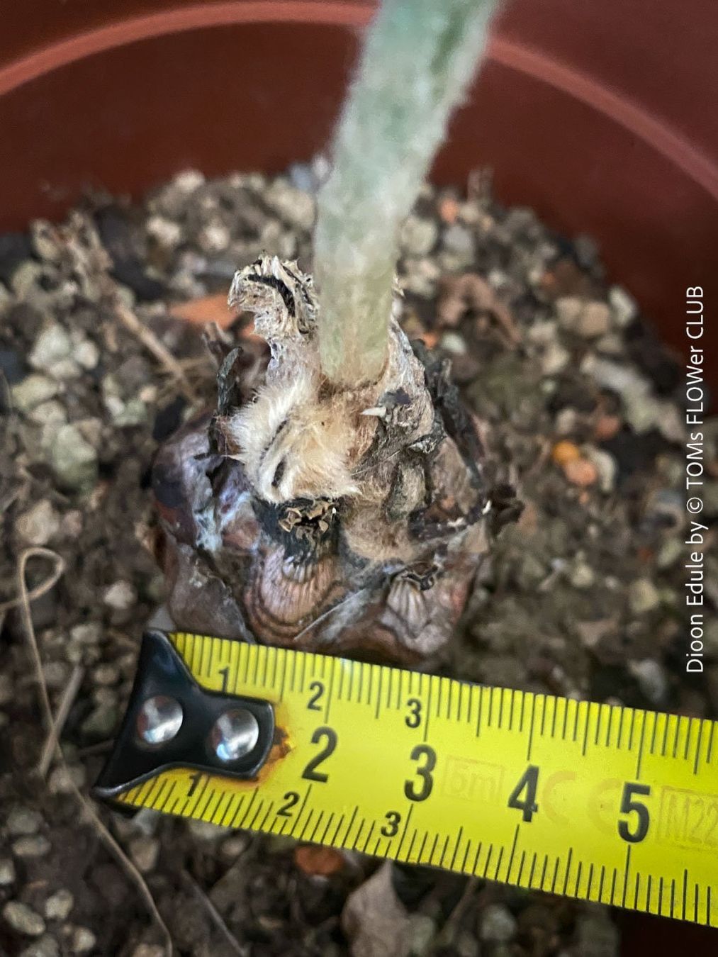 Piante & sementi: Dioon Edule - mexikanischer Doppelpalmfarn - Einzelstücke – Nuovo e nell'imballaggio originale da Adliswil venduto da MarkyForest 4