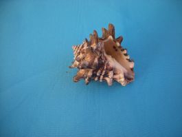 Dornen-Muschel schwer etwa 7 cm lang