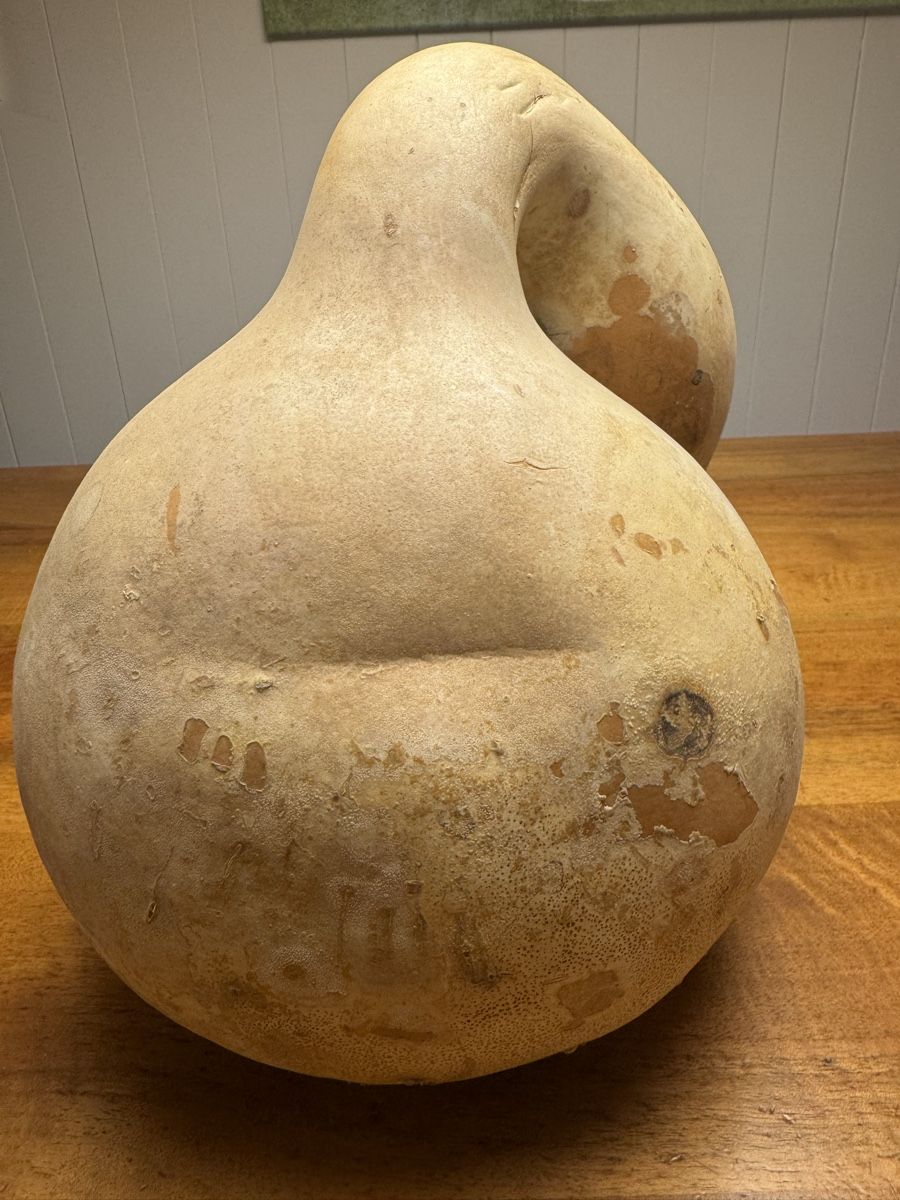 Tutte le decorazioni: Getrockneter Flaschenkürbis – Usato da Horgenberg venduto da pagi_11 3