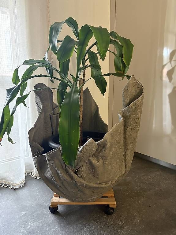 Plantes & graines: Palme inkl. Topf – D'occasion à Thürnen par Yaroc 3