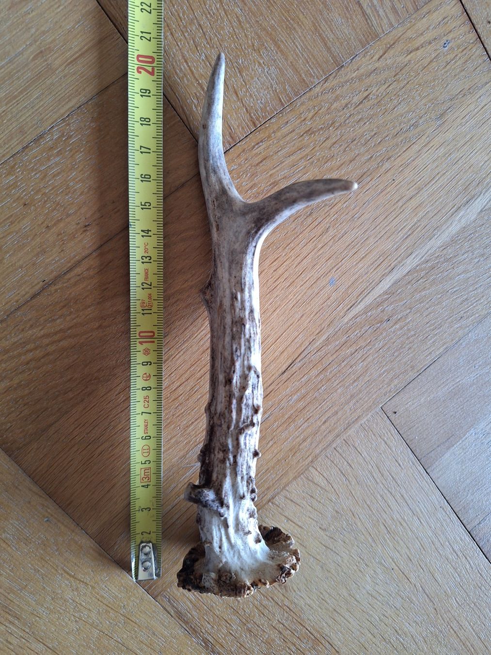 Sonstiges zum Sammeln & Seltenes: 1 corne de chevreuil de 20 cm – Gebraucht aus Chêne-Bougeries von xchrysalide 4
