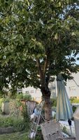 Kirschbaum