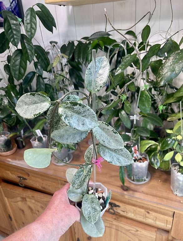 Piante & sementi: Hoya carnosa argentea Prinzess, high silver form – Usato da Schönholzerswilen venduto da Leavylounge