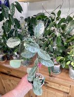 Hoya carnosa argentea Prinzess, high silver form