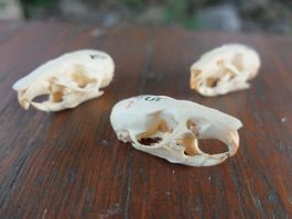 Schädel Präparate  Ratte  3 Stück aus alter Museumssammlung