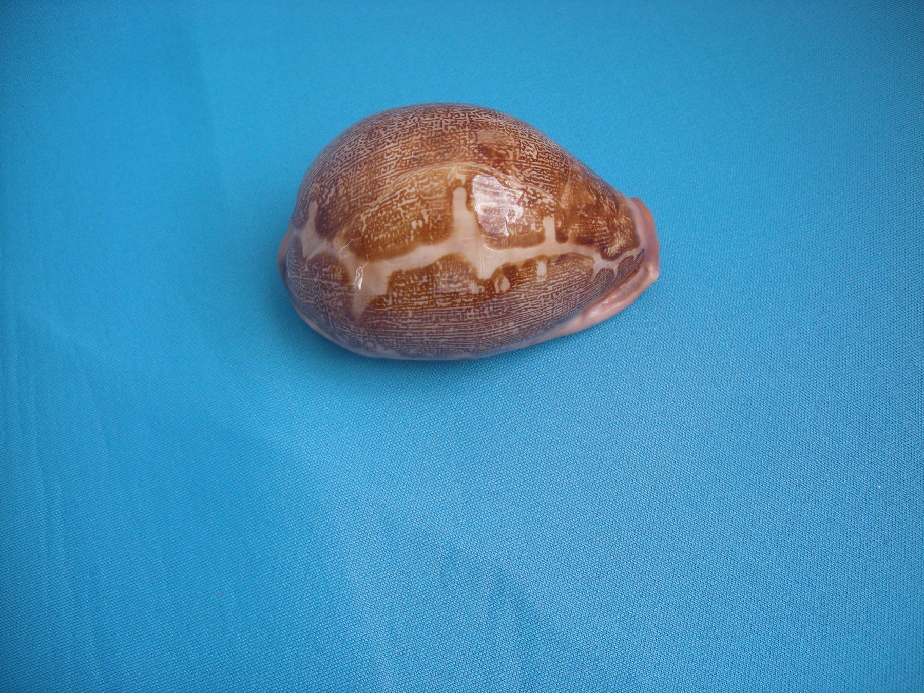 Fossili: Wunderschöne  " Cauri" Muschel Philippinen 8 cm – Usato da Spreitenbach venduto da Sniper8952