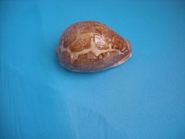 Wunderschöne  " Cauri" Muschel Philippinen 8 cm