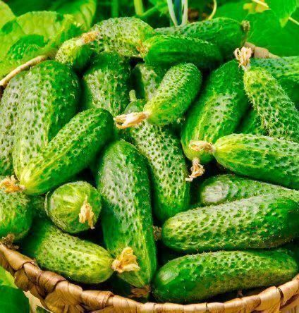 Piante & sementi: 50 SAMEN MINI GURKEN GRAINES SEMI SEEDS – Nuovo e nell'imballaggio originale da Rovio venduto da POSITIFFARTandPLANTS 1