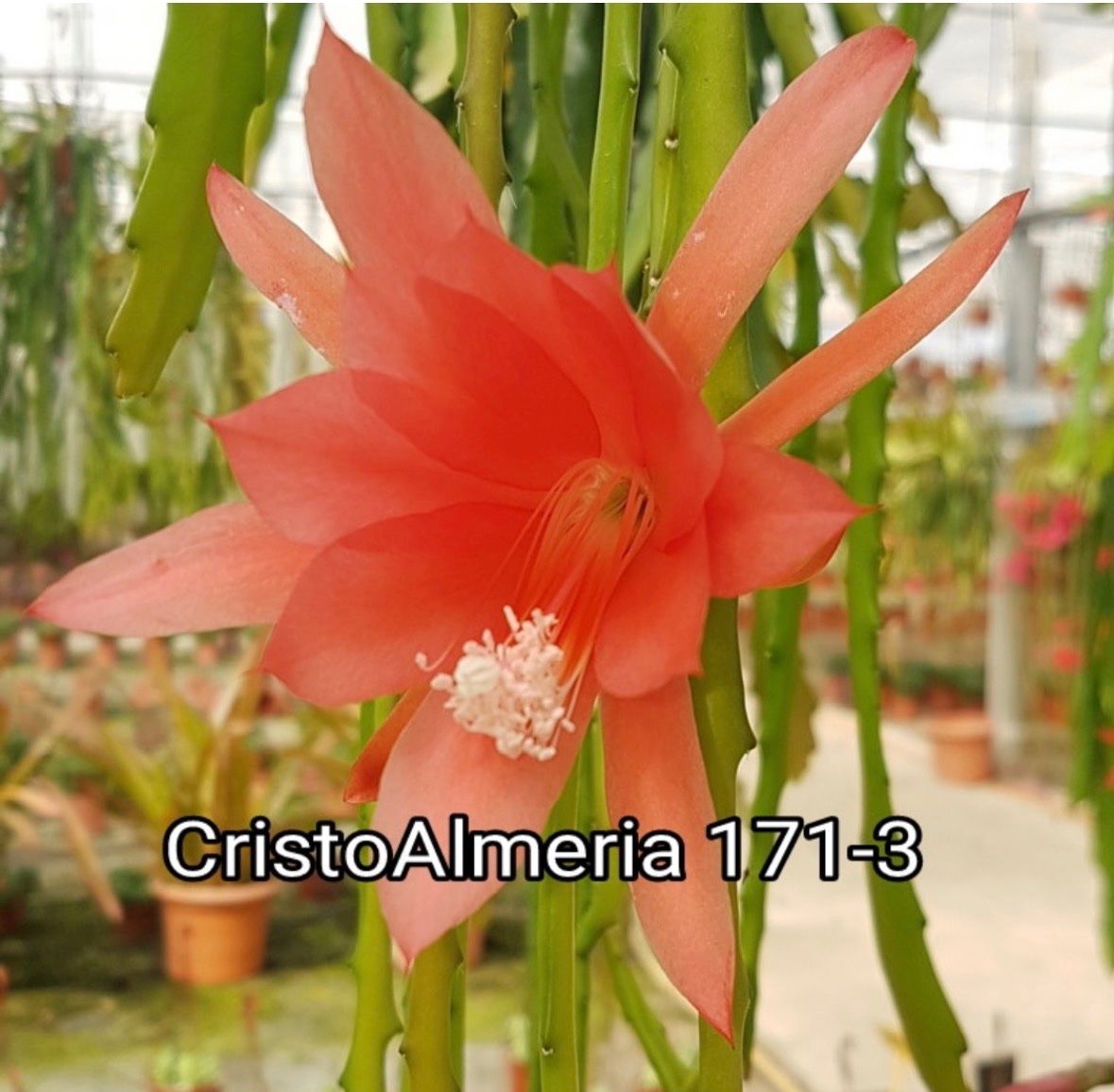 Piante & sementi: Epiphyllum Blattkaktus Epicactus – Usato da Stallikon venduto da k2d_lcg9 2