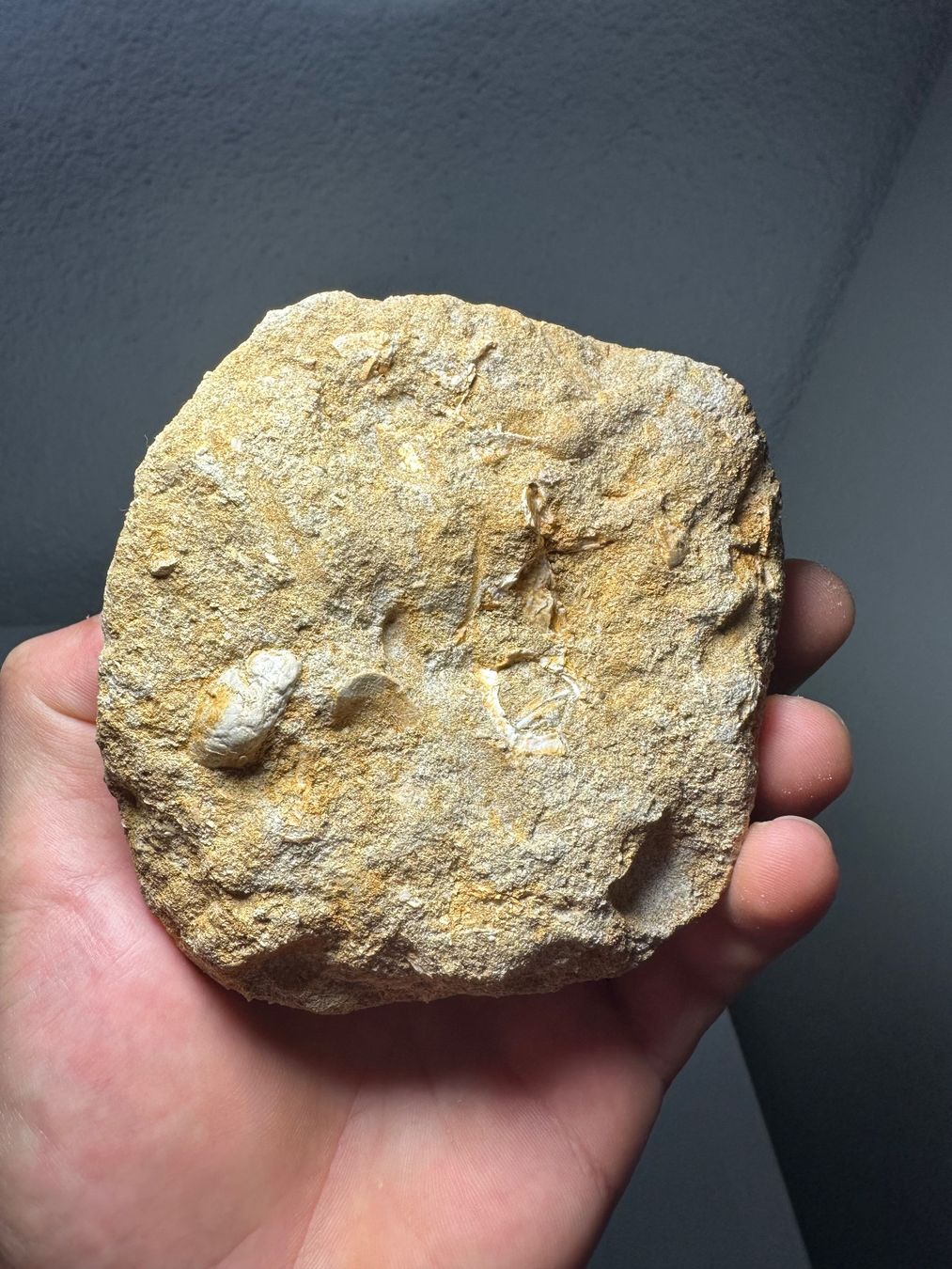 Fossili: Fossiler Mosasaurus Zahn in der Matrix – Usato da Lutzenberg venduto da CS65 3