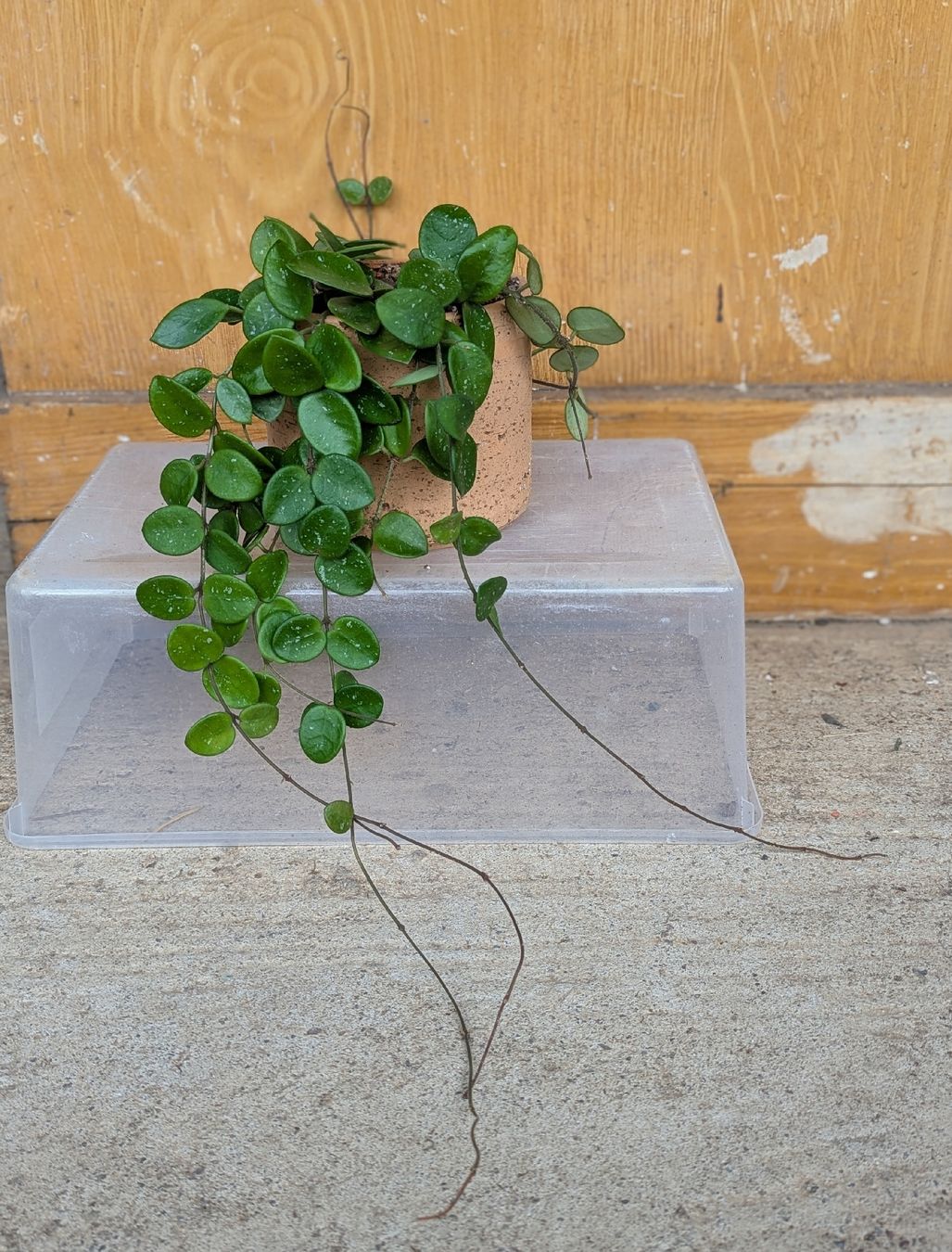Plantes & graines: Hoya Mathilde – D'occasion à Comano par che_8lc2