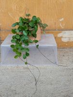 Hoya krohniana