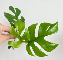 Monstera minima, Rhaphidophora tetrasperma Kopfsteckling🤩