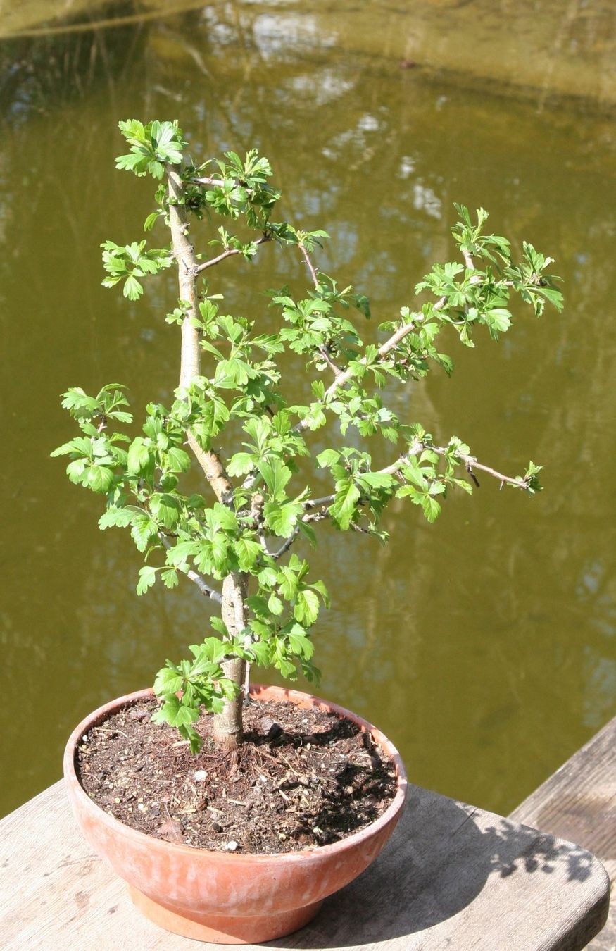 Pflanzen & Samen: BONSAI  -  Weissdorn – Gebraucht aus Gretzenbach von Sikim