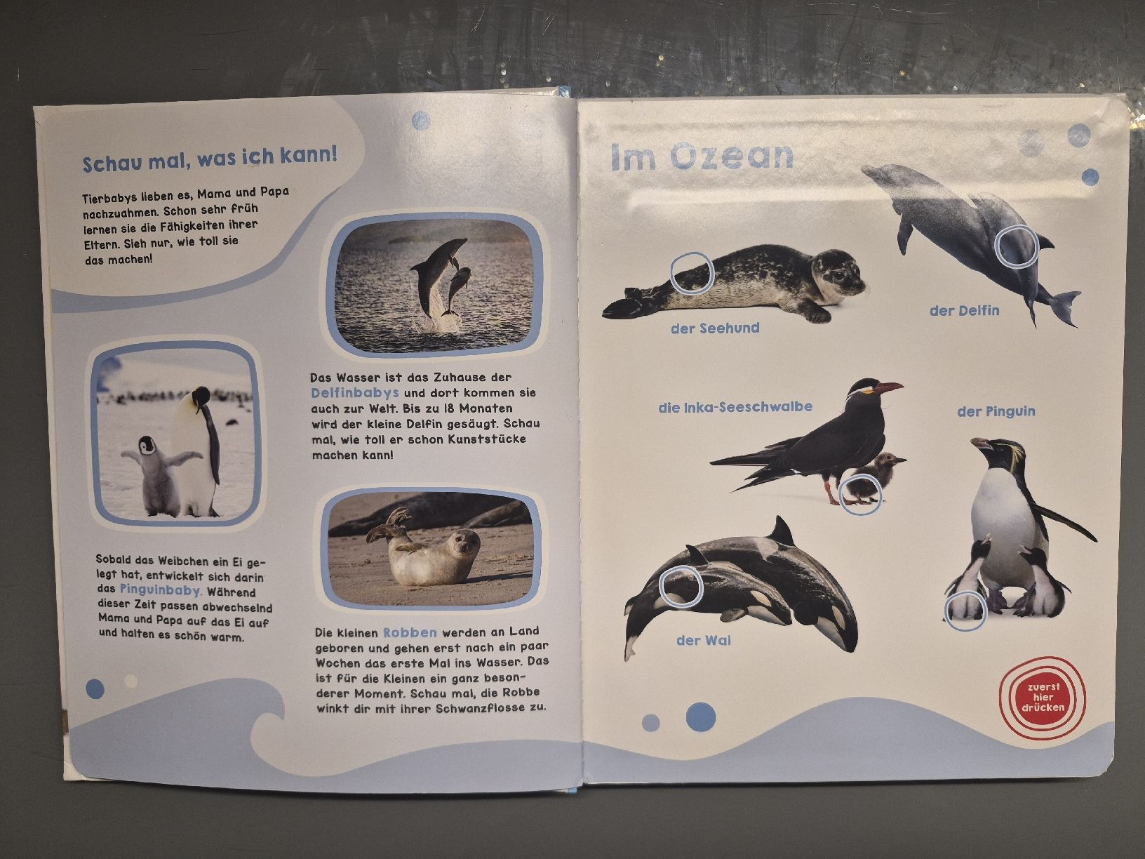 Libri: Geräuschebuch Tierbabys mit 46 Sounds - Spielend Deutsch – Usato da Selzach venduto da Paradiso89 2
