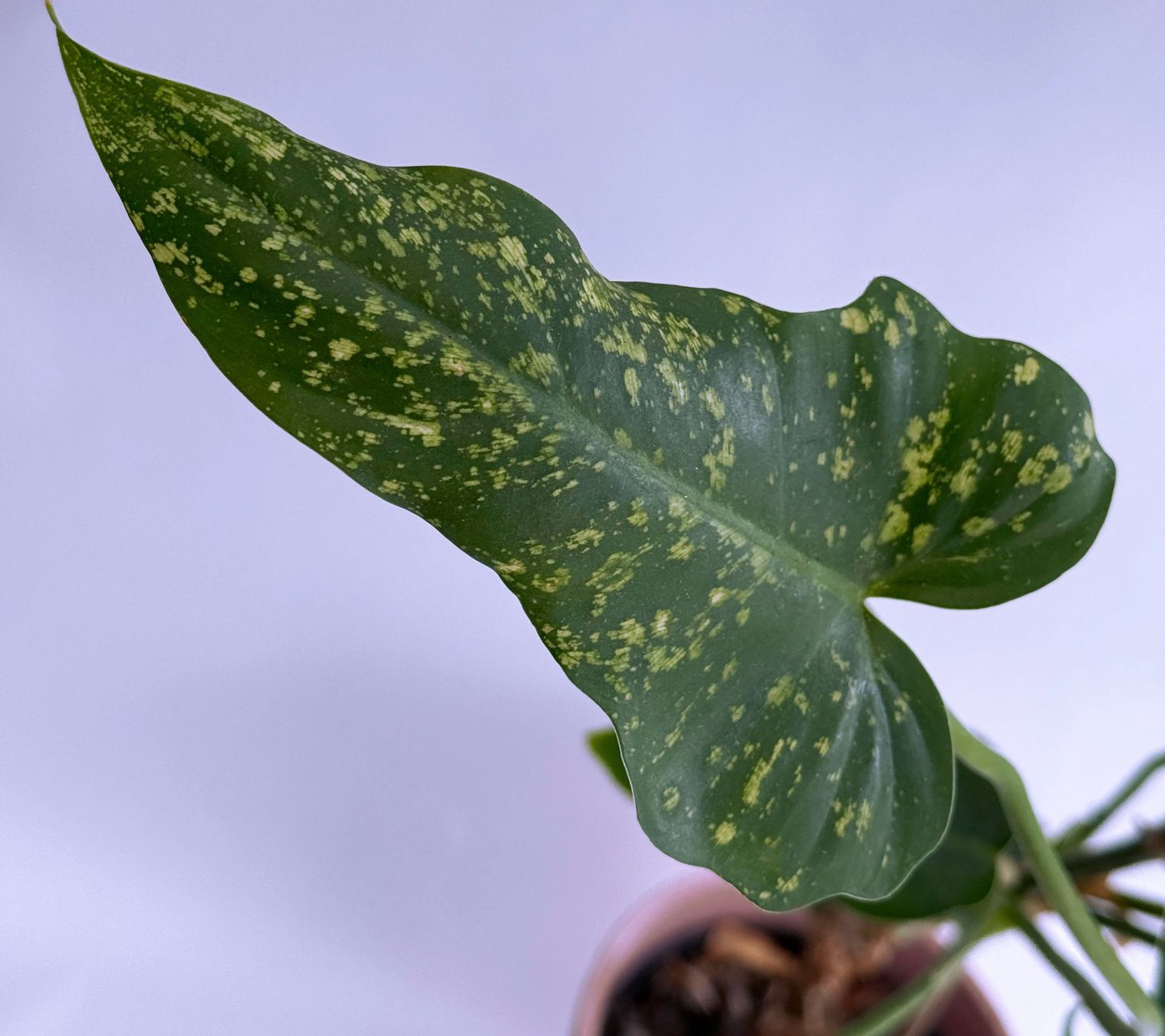 Piante & sementi: PHILODENDRON*GOLDEN DRAGON***** – Nuovo (secondo la descrizione) da Dübendorf venduto da Orchid18