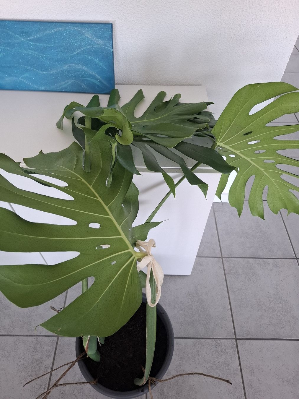 Piante & sementi: Echte Monstera – Nuovo (secondo la descrizione) da Neuenhof venduto da summer_25 2