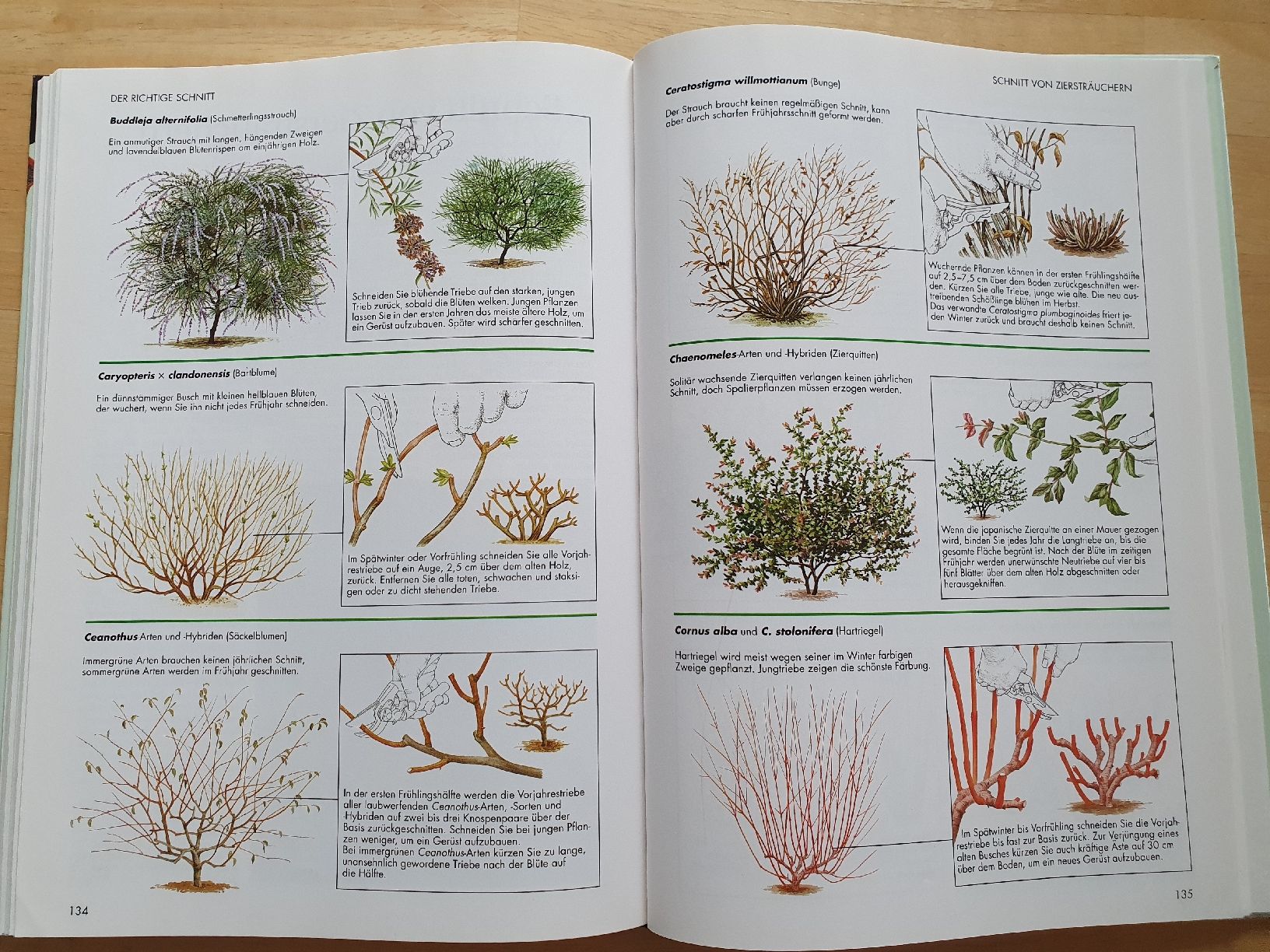 Libri: Gartenarbeit leichtgemacht – Usato da Niedergösgen venduto da Sabina6355 3