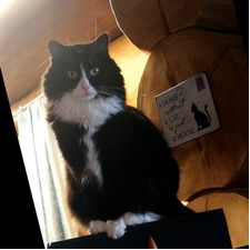 Profile image of my-fair-lady