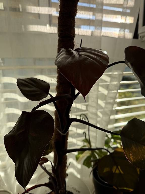 Pflanzen & Samen: Philodendron Orange Princess – Gebraucht aus Spiez von Lunelu 2