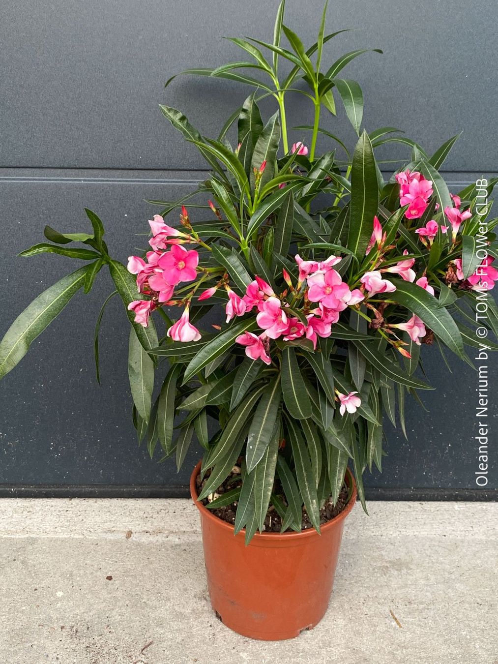 Piante & sementi: Nerium Oleander mediterrane Blütenpracht in weiss oder rosa – Nuovo e nell'imballaggio originale da Adliswil venduto da TAKEYOURPLANT 8