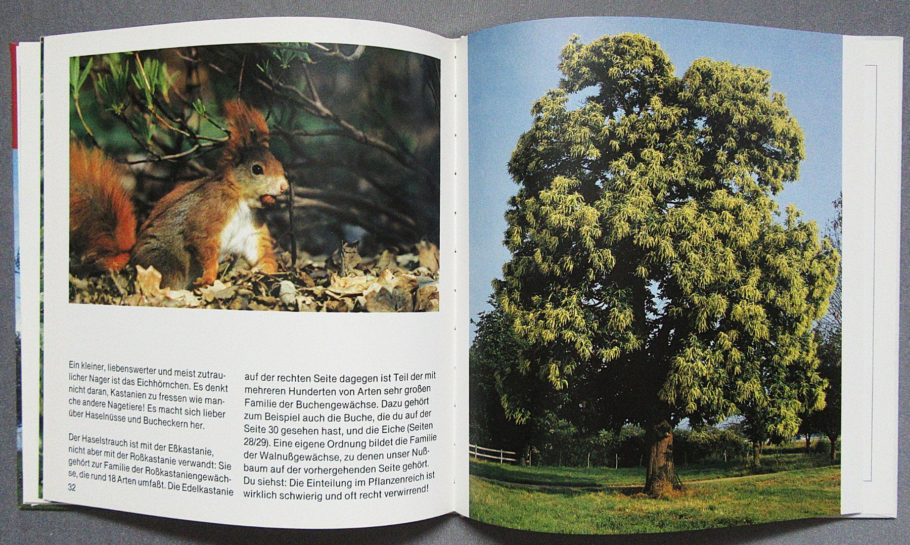 Libri: Der Kastanienbaum - Kindersachbuch – Usato da Auenstein venduto da Padabimbim 6