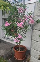 Oleander Hochstamm hellrosa