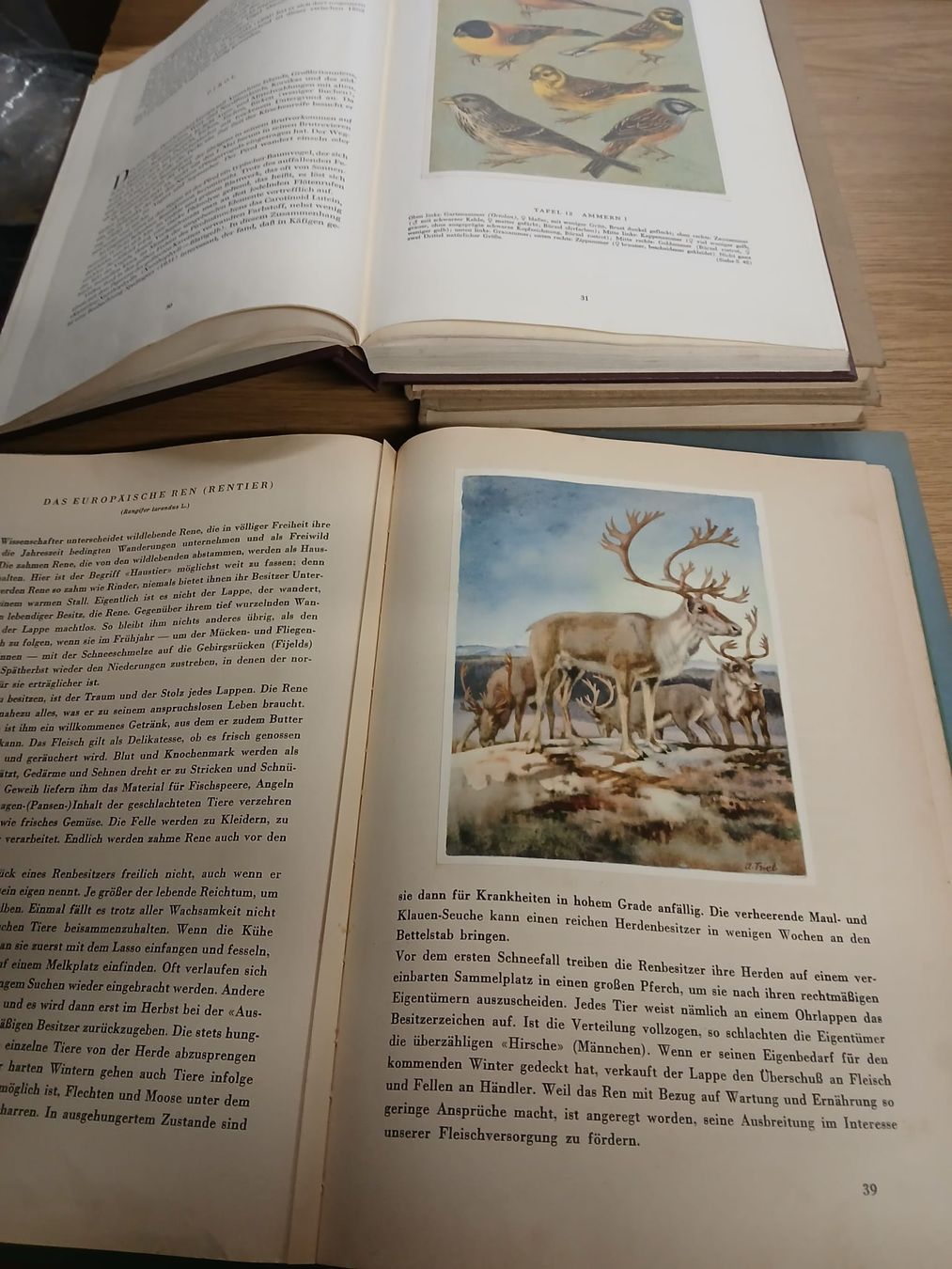 Libri: Silva Bücher Diverse – Usato da Obfelden venduto da Buddha24 2