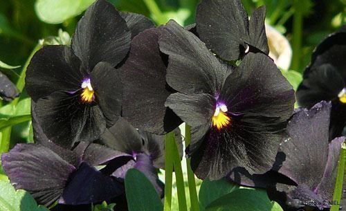 Piante & sementi: Pensée noir FLEUR RARE  50g – Nuovo (secondo la descrizione) da Bremblens venduto da FIBONACCI369 3