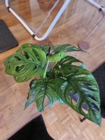 Monstera adansonii monkey mask Stecklinge 