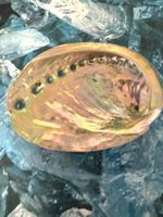 Abalone-Muschel