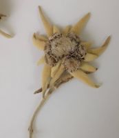 Echte Edelweissblumen, getrocknet im Kästchen, selten!