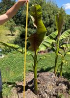Plant de bananier musa basjoo à replanter
