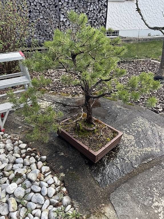 Piante & sementi: Bonsai  – Usato da Niederlenz venduto da mak_6rkg 1