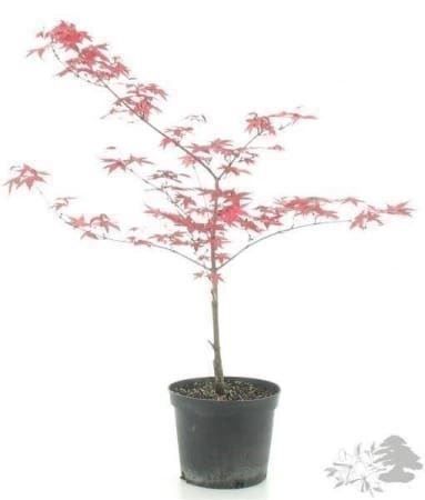 Piante & sementi: Erable rouge  ( acer rubrum )  20cm – Nuovo (secondo la descrizione) da Bremblens venduto da FIBONACCI369 4