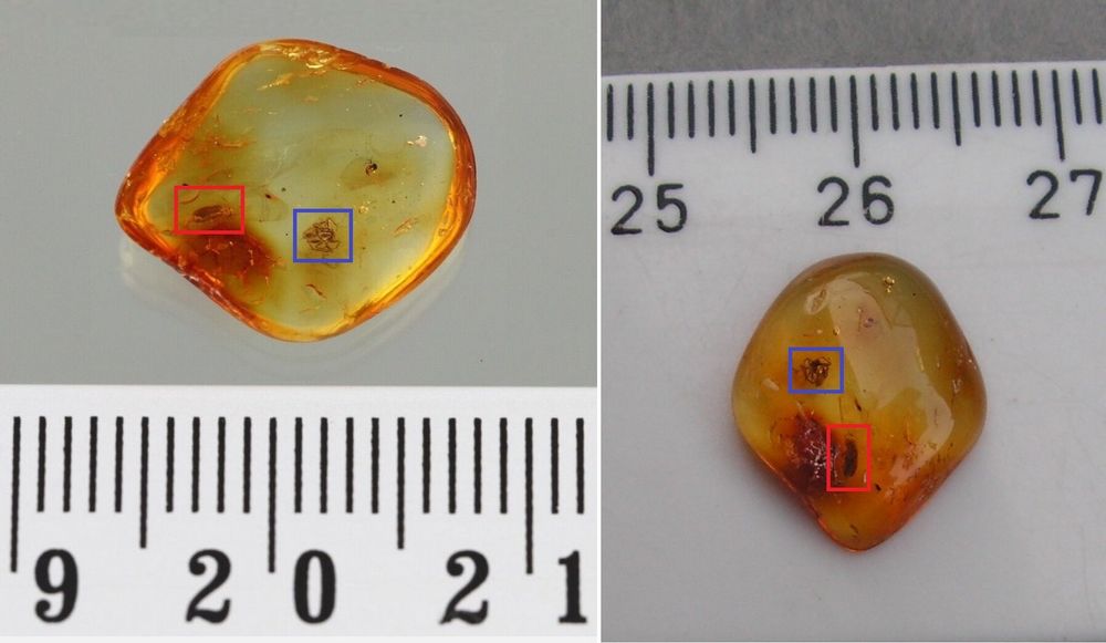 ♥ INKLUSEN AA QUALITÄT Baltischer Bernstein SPINNE   KÄFER (Neu