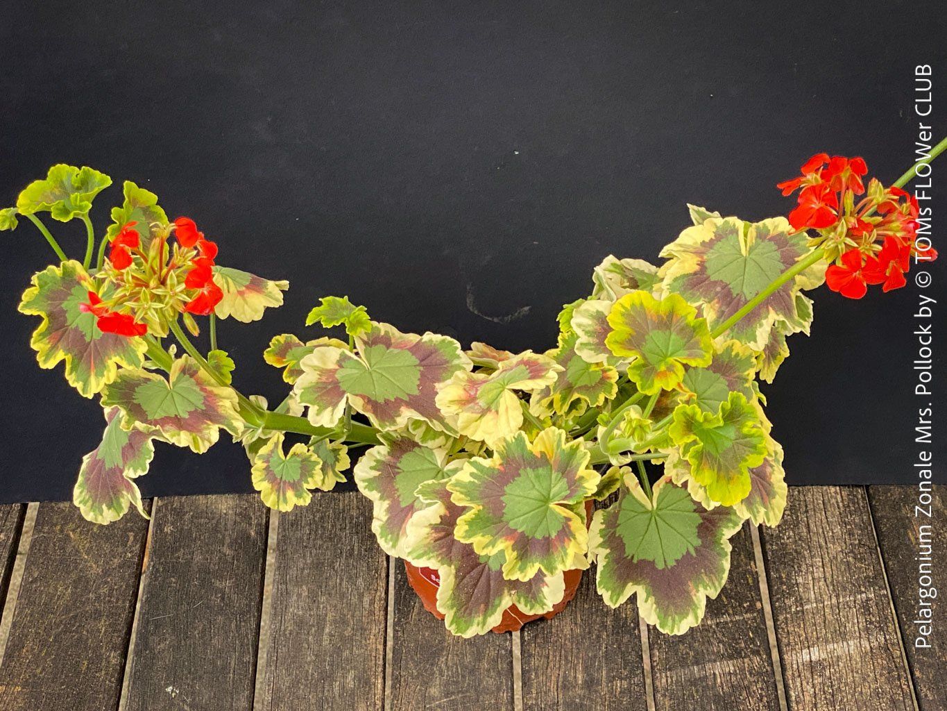 Piante & sementi: Pelargonium Zonale 'Mrs. Pollock' - historische Geranie – Nuovo e nell'imballaggio originale da Adliswil venduto da TAKEYOURPLANT