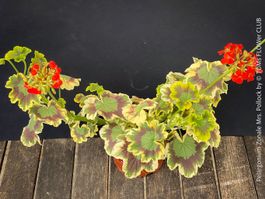 Pelargonium Zonale 'Mrs. Pollock' - historische Geranie
