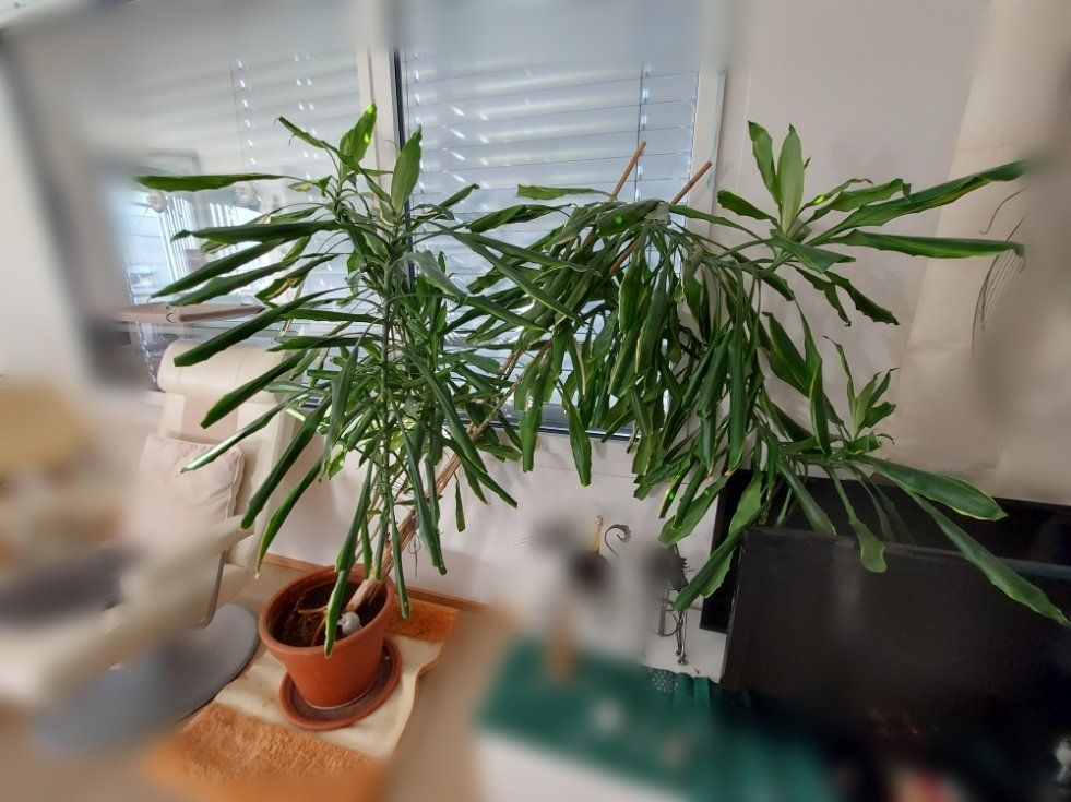 Grosse Yucca Palme ca 170 hoch mit Übertopf Kaufen auf Ricardo