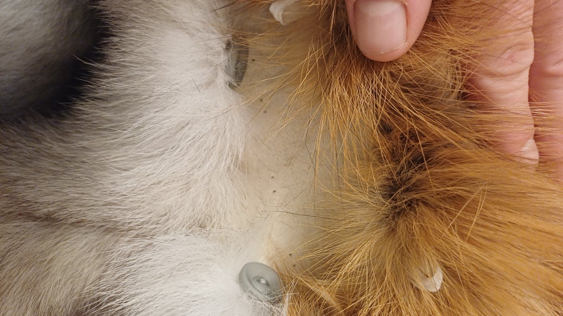 Welt der Tiere: Fuchsfell Kissenbezug Unikat!!! – Neu (gemäss Beschreibung) aus Neftenbach von QuiQuo 7
