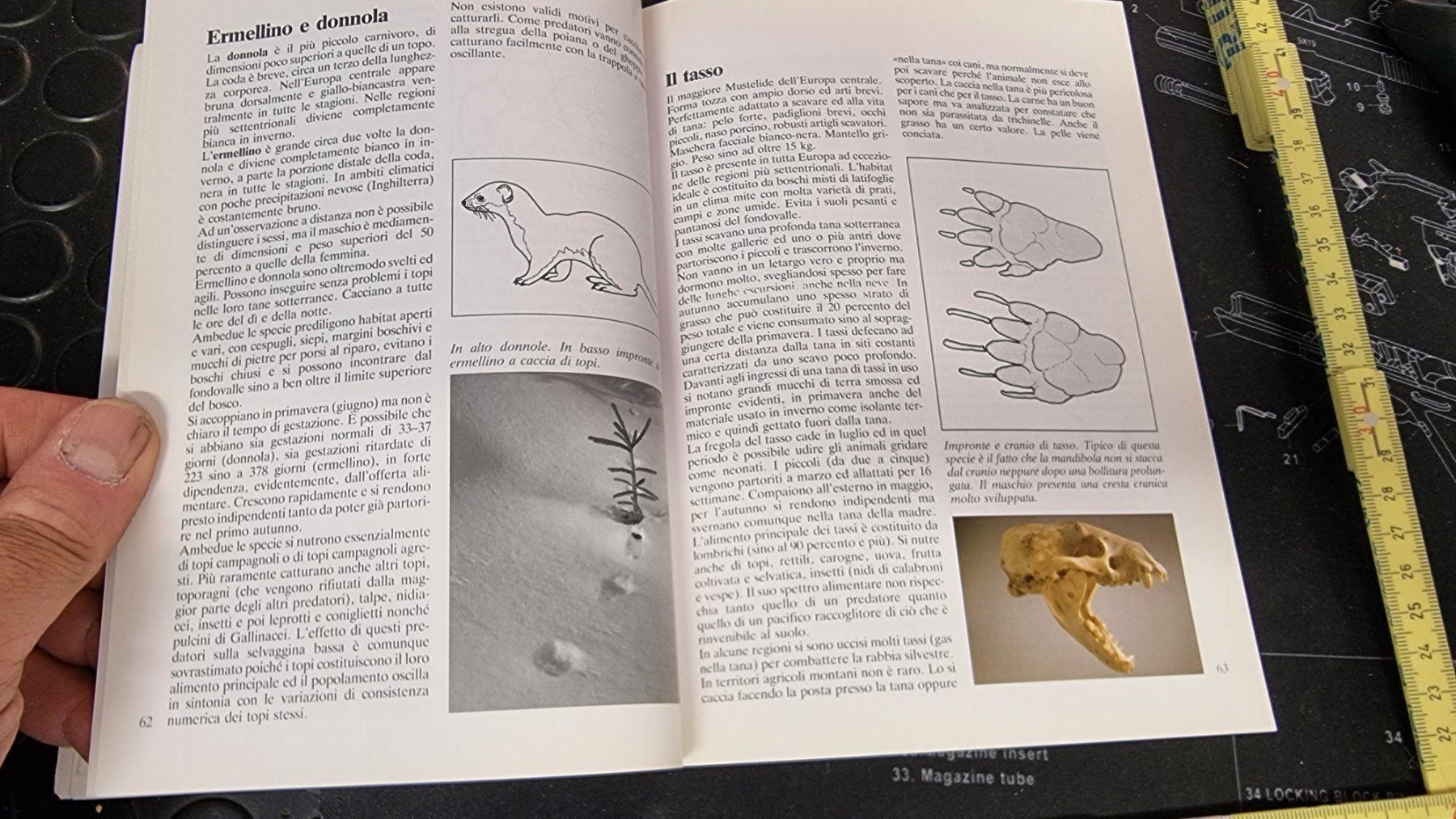 Bücher: BUCH.FAUNA E CACCIA SULLE ALPI – Gebraucht aus Cama von anto_a 6