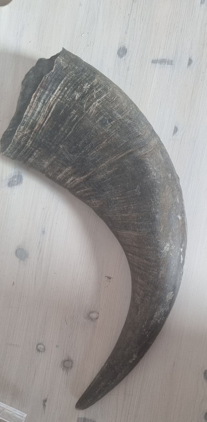 Tutte le decorazioni: 1 Stk echtes Wasserbüffelhorn! – Usato da Konolfingen venduto da fiirabe66