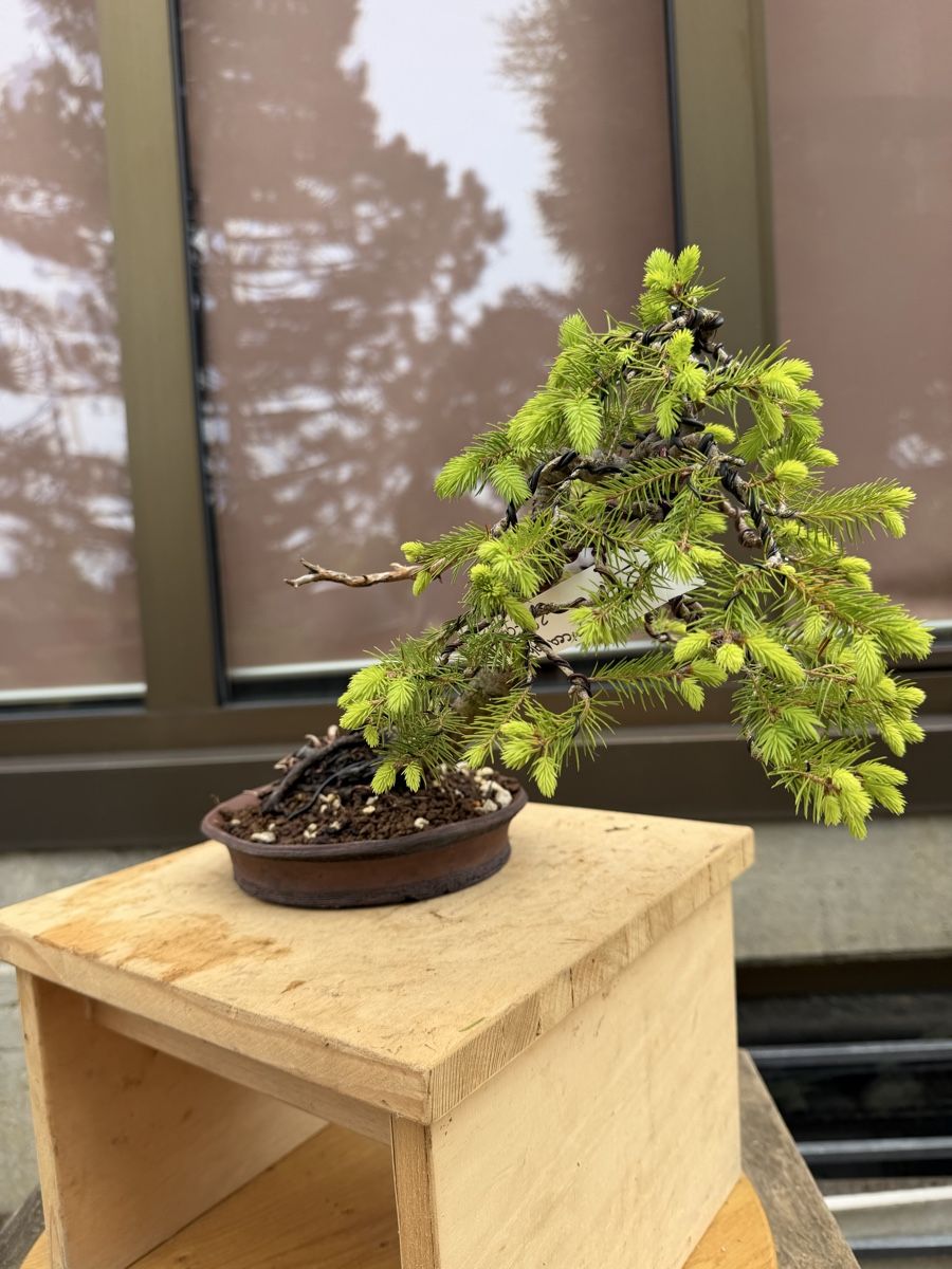 Piante & sementi: 07 Picea Abies / Fichte Bonsai – Nuovo (secondo la descrizione) da Suhr venduto da BonsaiGutzi 1