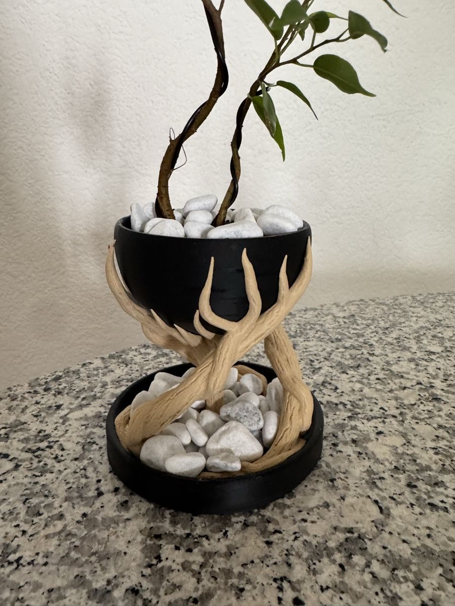 Piante & sementi: Fantasy Ficus Indoor Bonsai – Usato da Rümlang venduto da Gruseh.ch 1