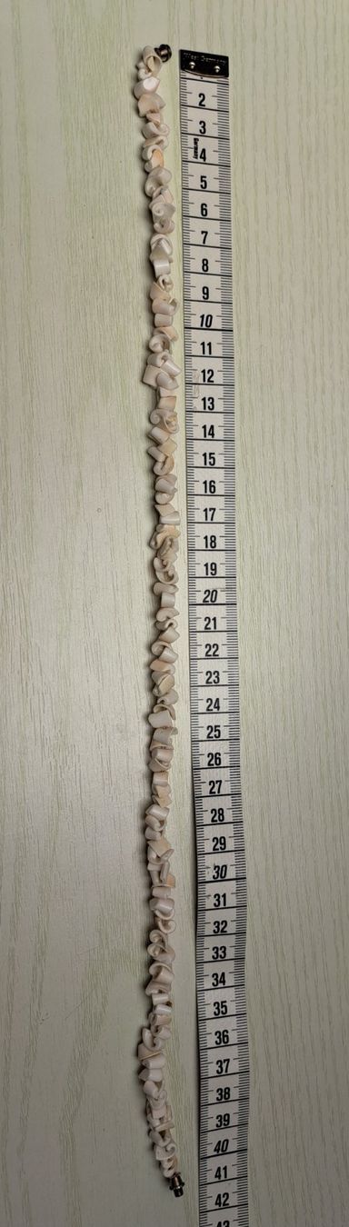 Catenine: Muschel-Kette – Usato da Reutigen venduto da IrisFashion 2